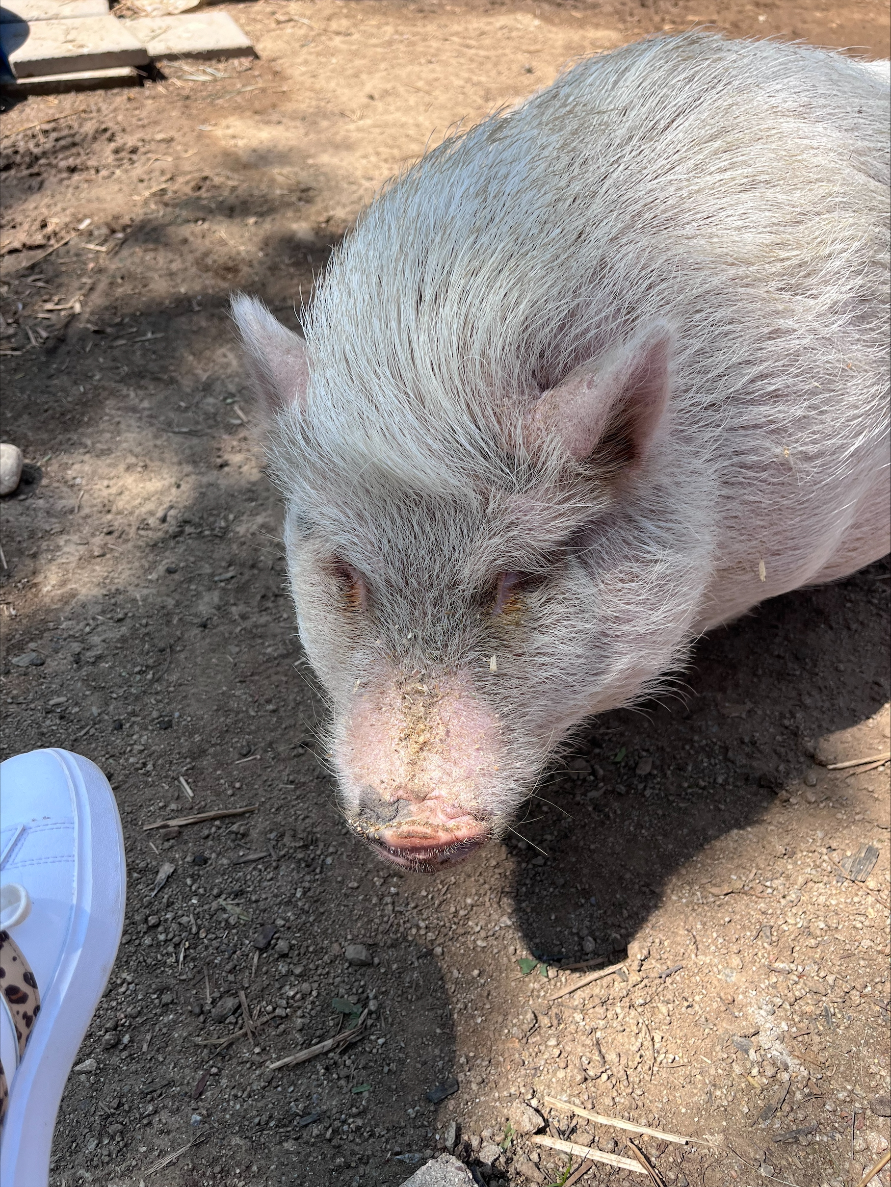 processed-8BD8844D-DE75-455B-8395-E222D53733BC